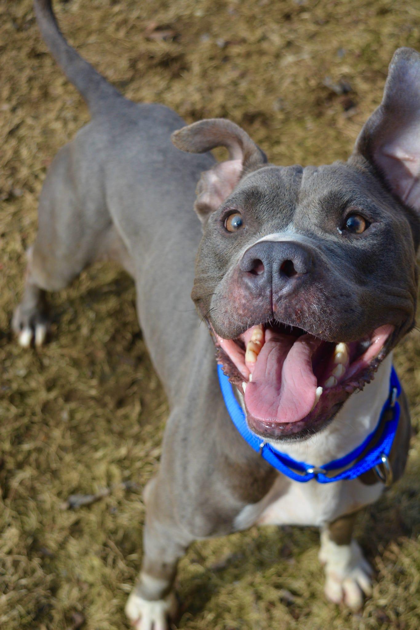 Lola, Adoptable, Adult Female American Staffordshire Terrier & Pit Bull Terrier.