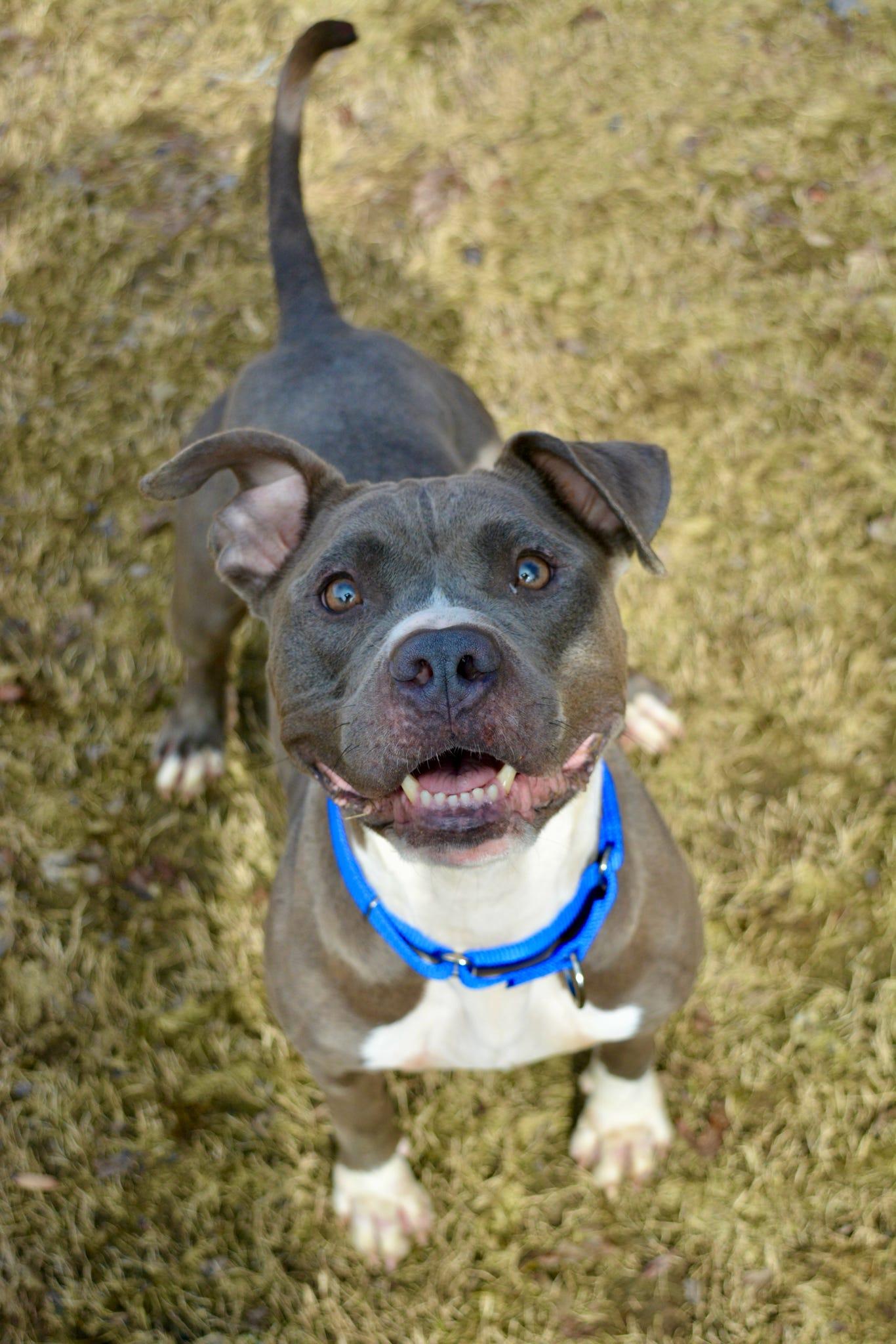 Enlarge Lola, a Adoptable mixed breed in Johnston, RI image 3/5