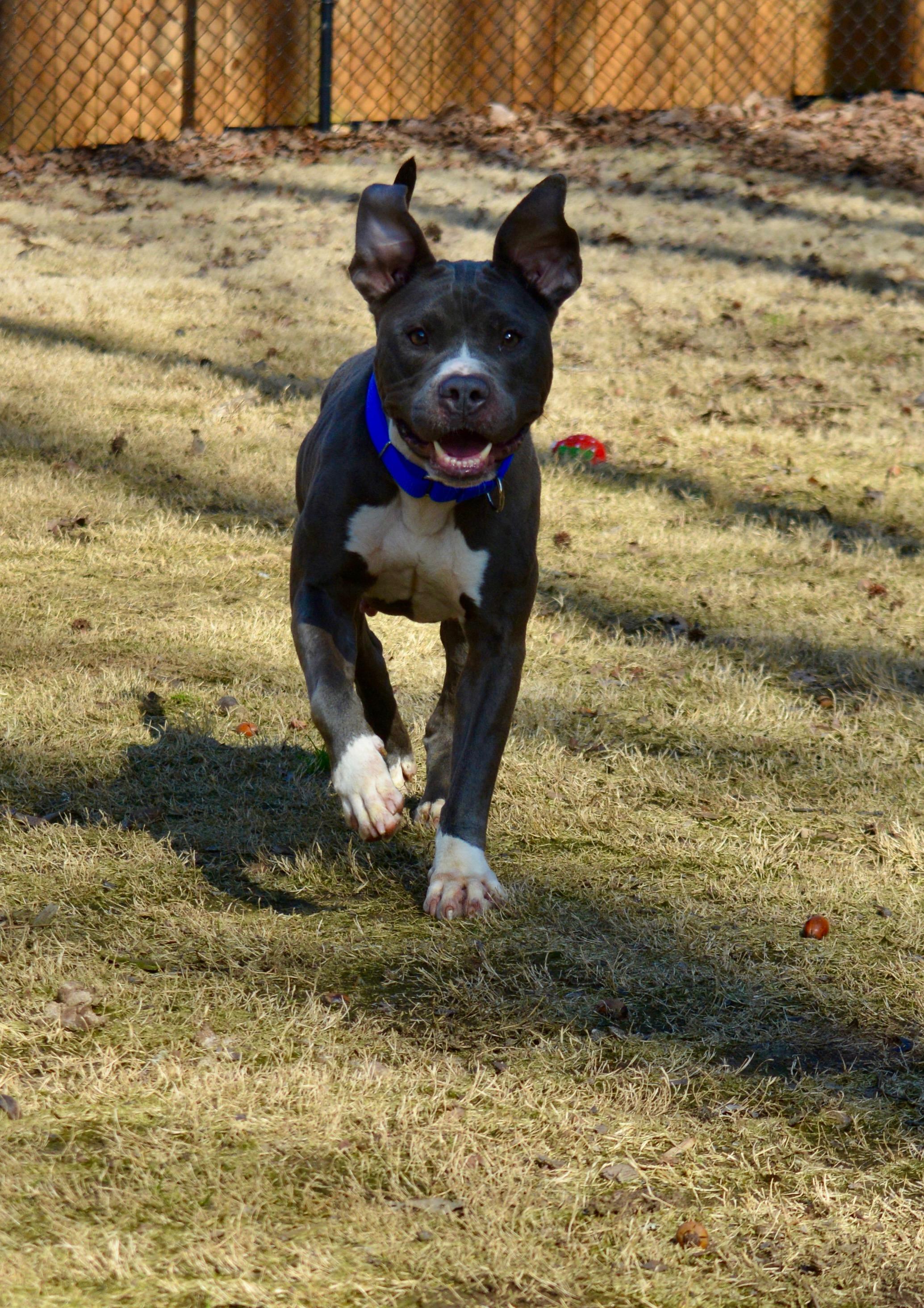 Enlarge Lola, a Adoptable mixed breed in Johnston, RI image 5/5