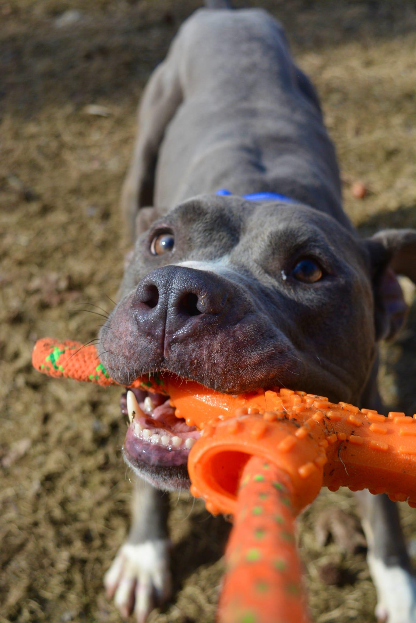 Enlarge Lola, a Adoptable mixed breed in Johnston, RI image 2/5