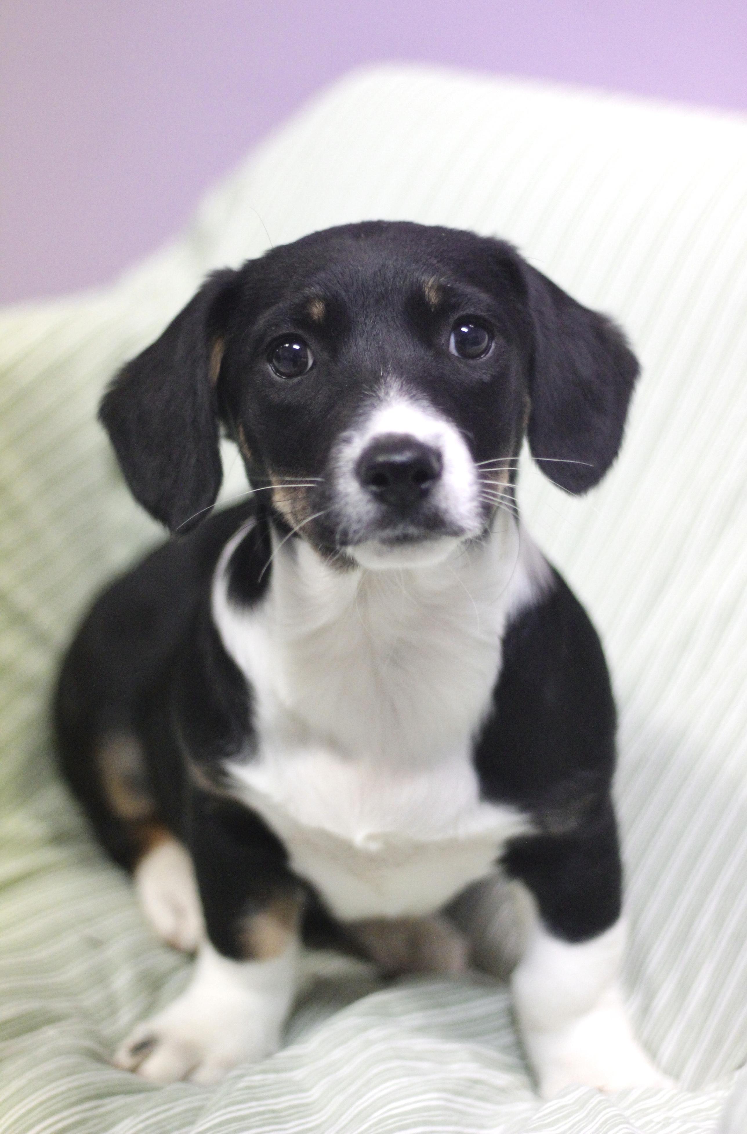 Eli in NH! Come Meet our Adoptable Dogs Wednesday-Saturday. More info in Bio!, adopted, Puppy Male Dachshund.