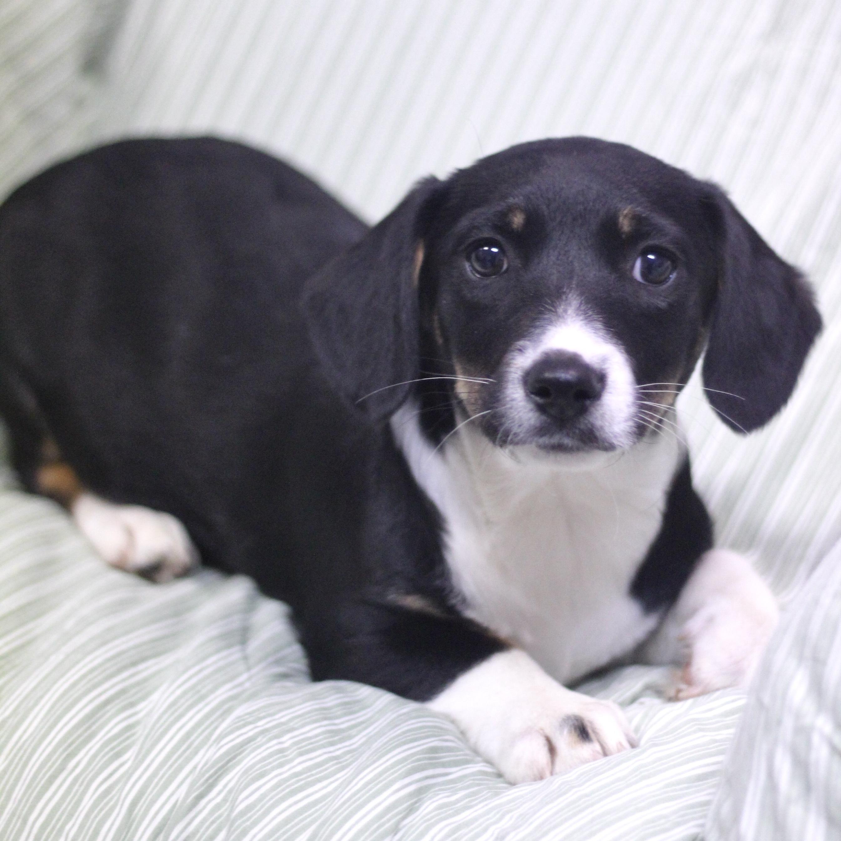 Enlarge Eli in NH! Come Meet our Adoptable Dogs Wednesday-Saturday. More info in Bio!, an adopted mixed breed in Manchester, NH image 2/2