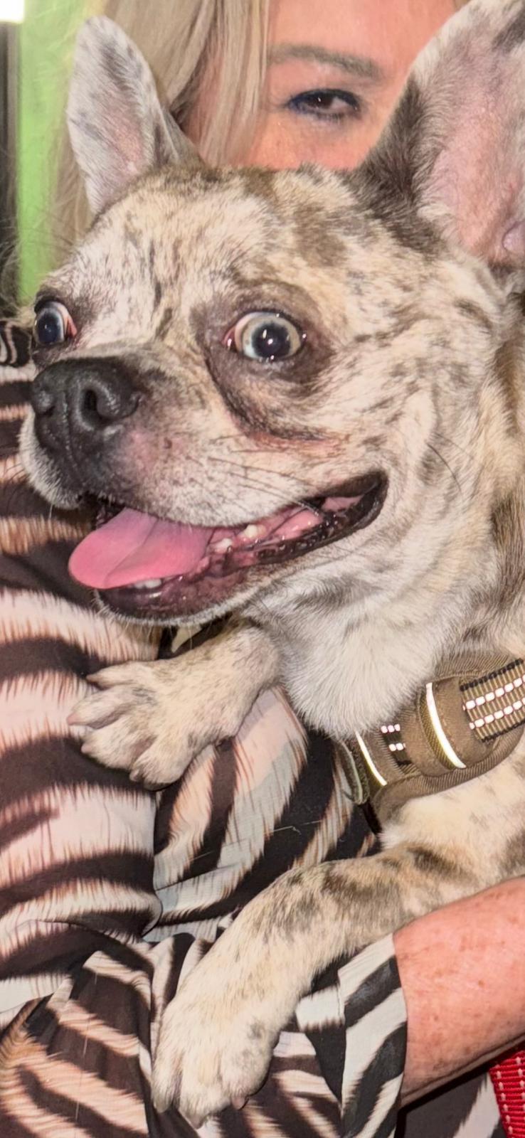 Chico