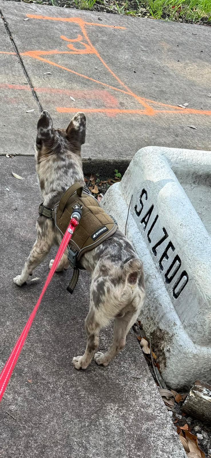 Chico