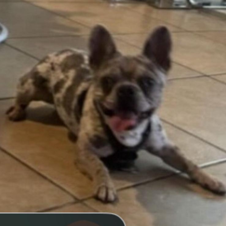 Chico