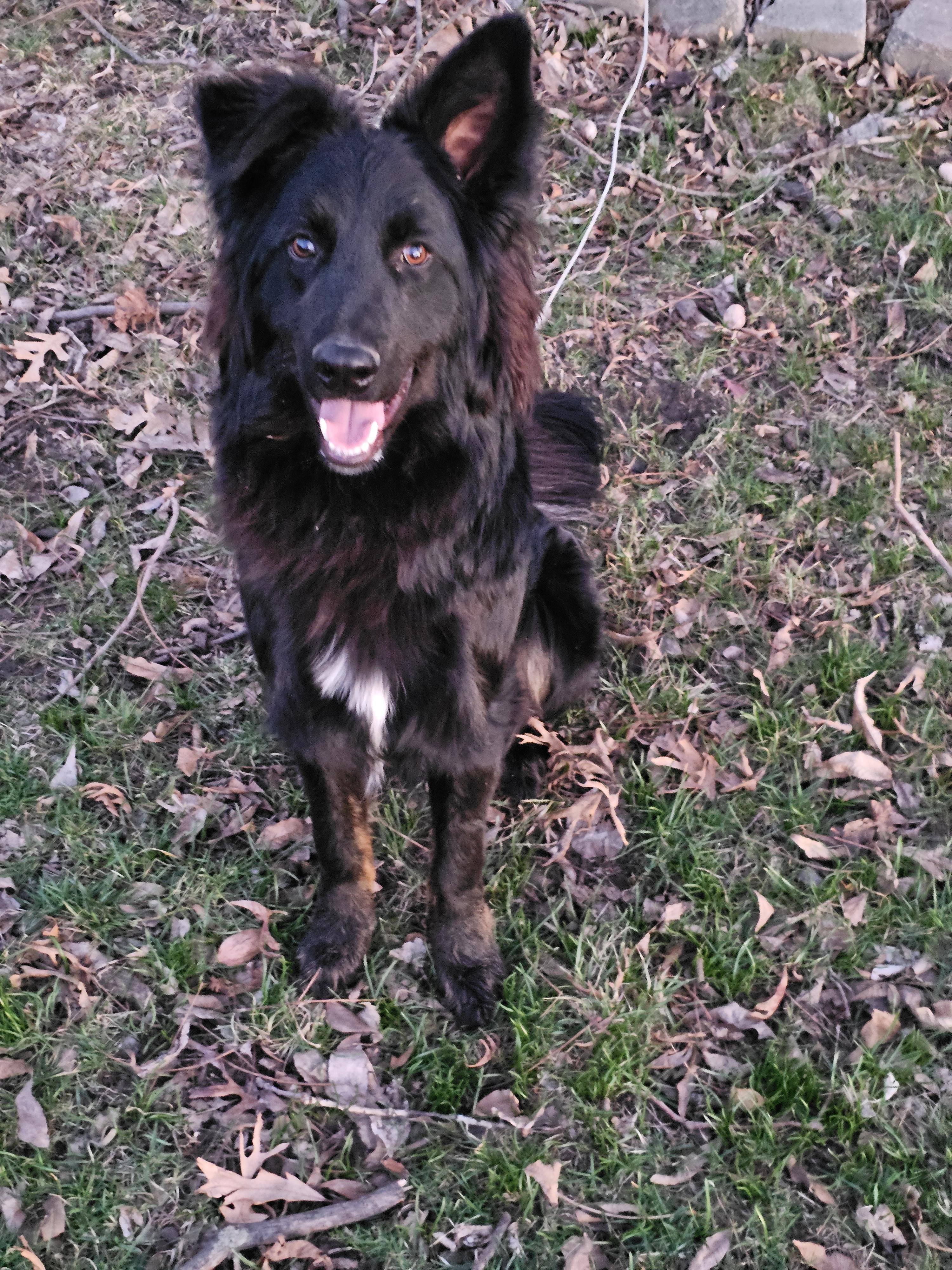 Enlarge Vinnie Springfield, a Adoptable mixed breed in Springfield , IL image 6/6
