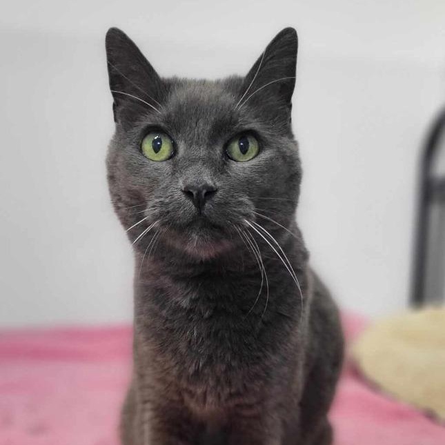 Enlarge Geri, a Adoptable mixed breed in Salt Lake City, UT image 1/1