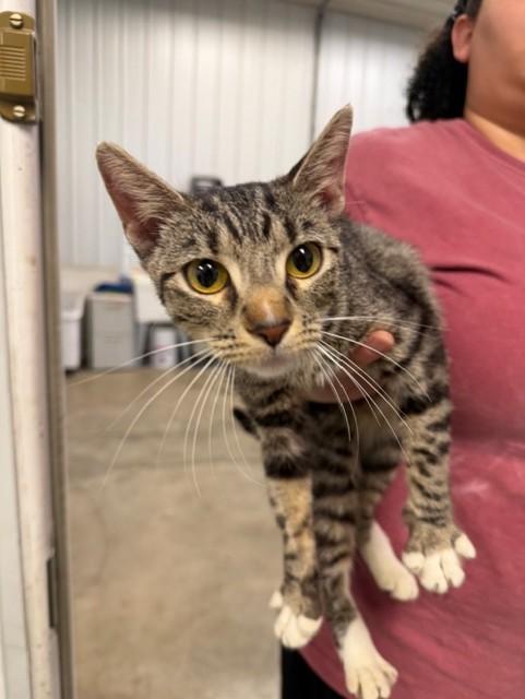 Winky, ADOPTABLE, Young Female Domestic Short Hair.