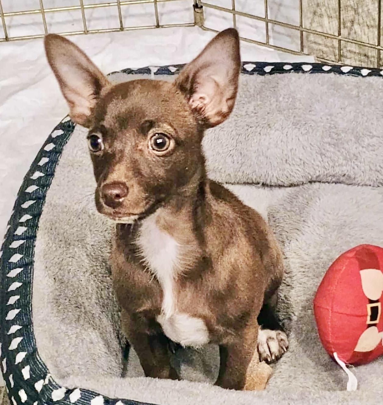 Gizmo, Baby Male Rat Terrier