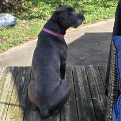 Enlarge Isis, a ADOPTABLE mixed breed in Urbana, IL image 4/4