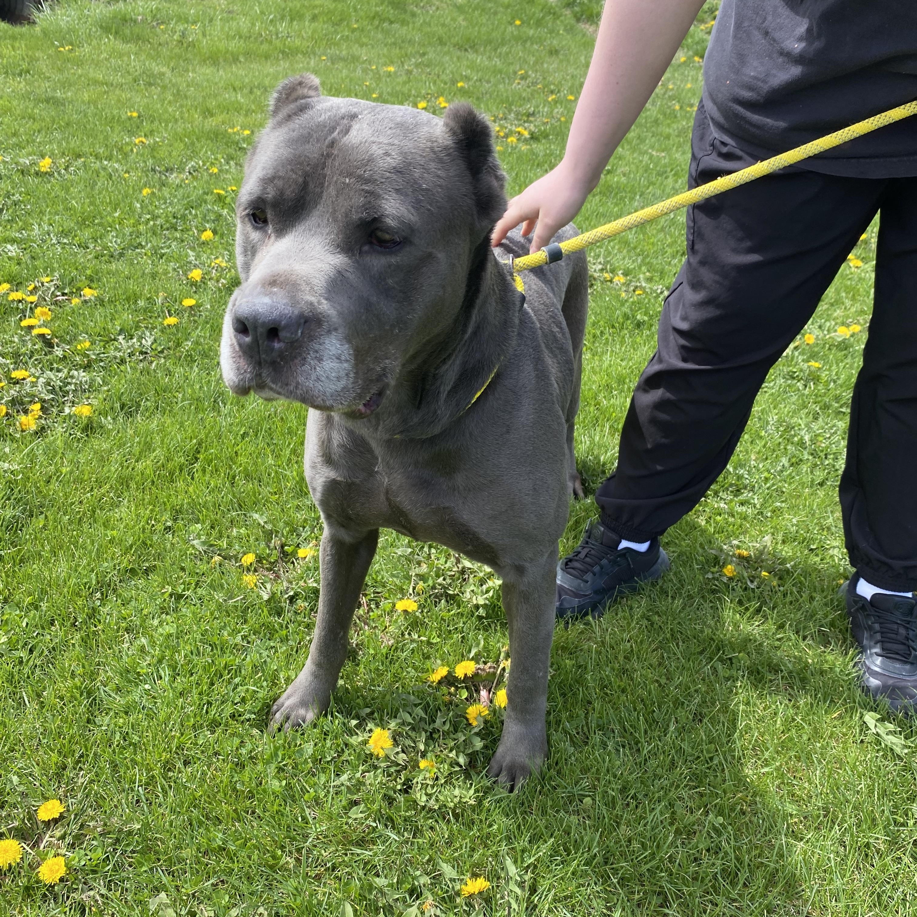 Isis, ADOPTABLE, Senior Female Cane Corso.