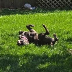 Enlarge Isis, a ADOPTABLE mixed breed in Urbana, IL image 3/4