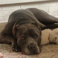 Enlarge Isis, a ADOPTABLE mixed breed in Urbana, IL image 2/4