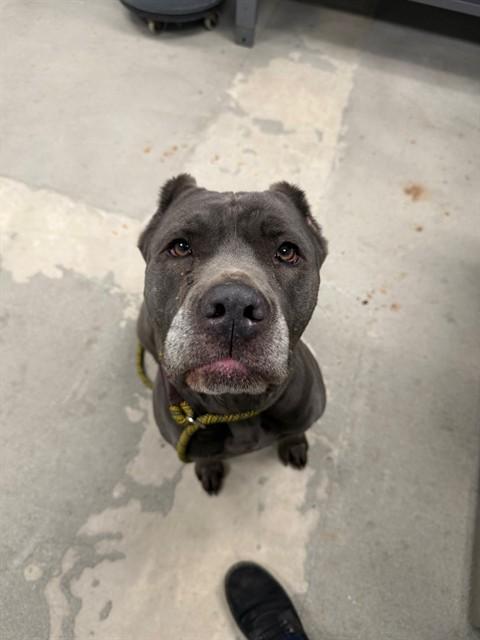 Isis, ADOPTABLE, Senior Male Cane Corso.