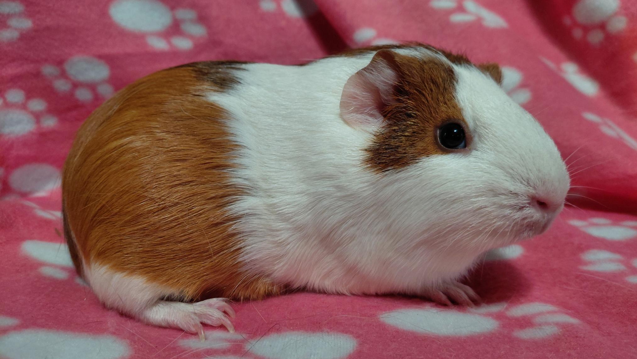 Enlarge Autumn, an adopted Short-Haired in Cincinnati, OH image 1/1