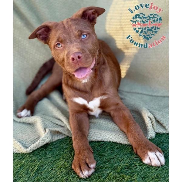 Tortellini, adopted, Puppy Female Labrador Retriever.