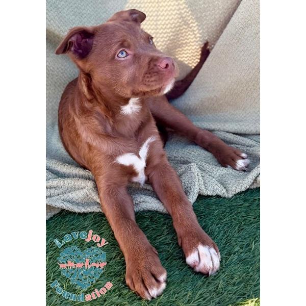 Enlarge Tortellini, an adopted mixed breed in Inglewood, CA image 2/2