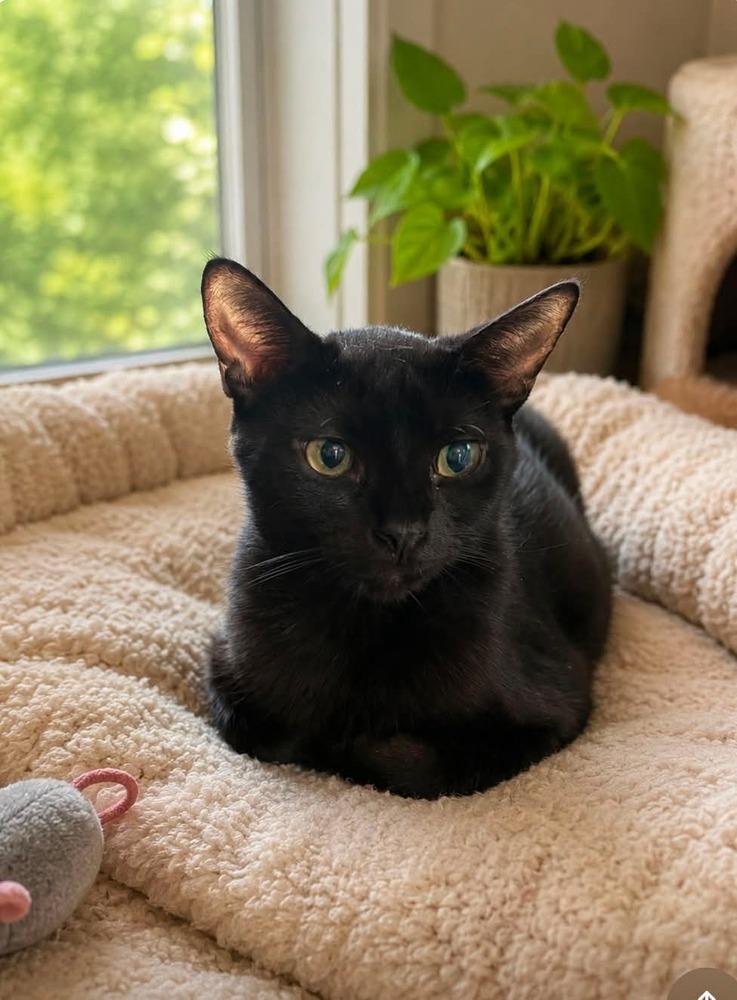 Teresa, Adoptable, Young Female Domestic Short Hair.