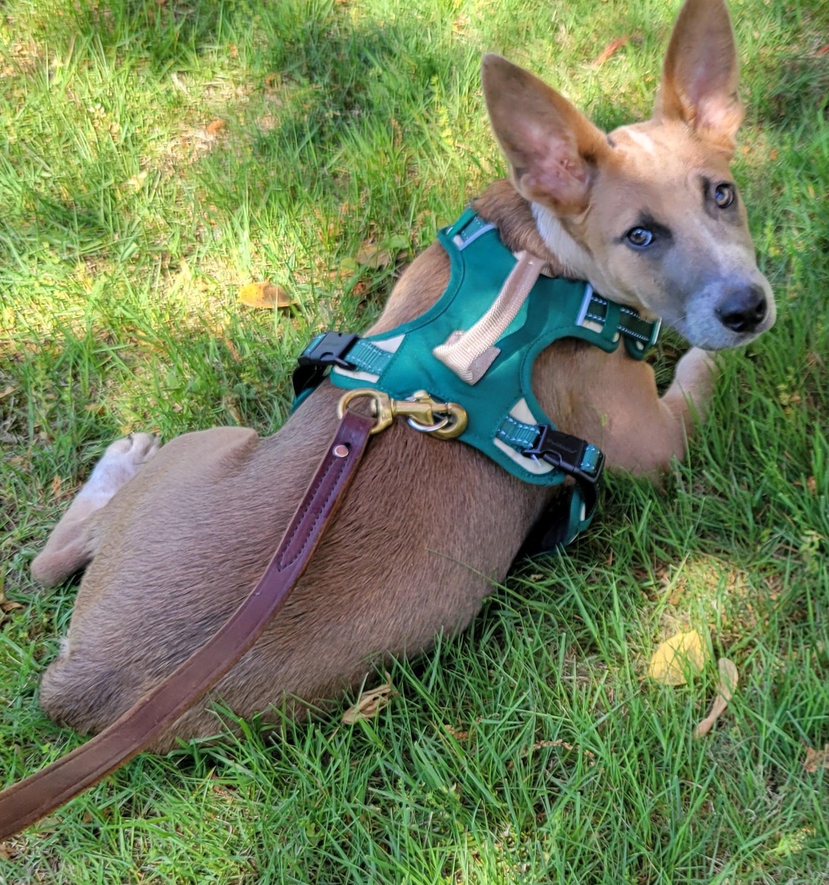 Enlarge Kaylie, a Adoptable mixed breed in Elwood, NJ image 1/5