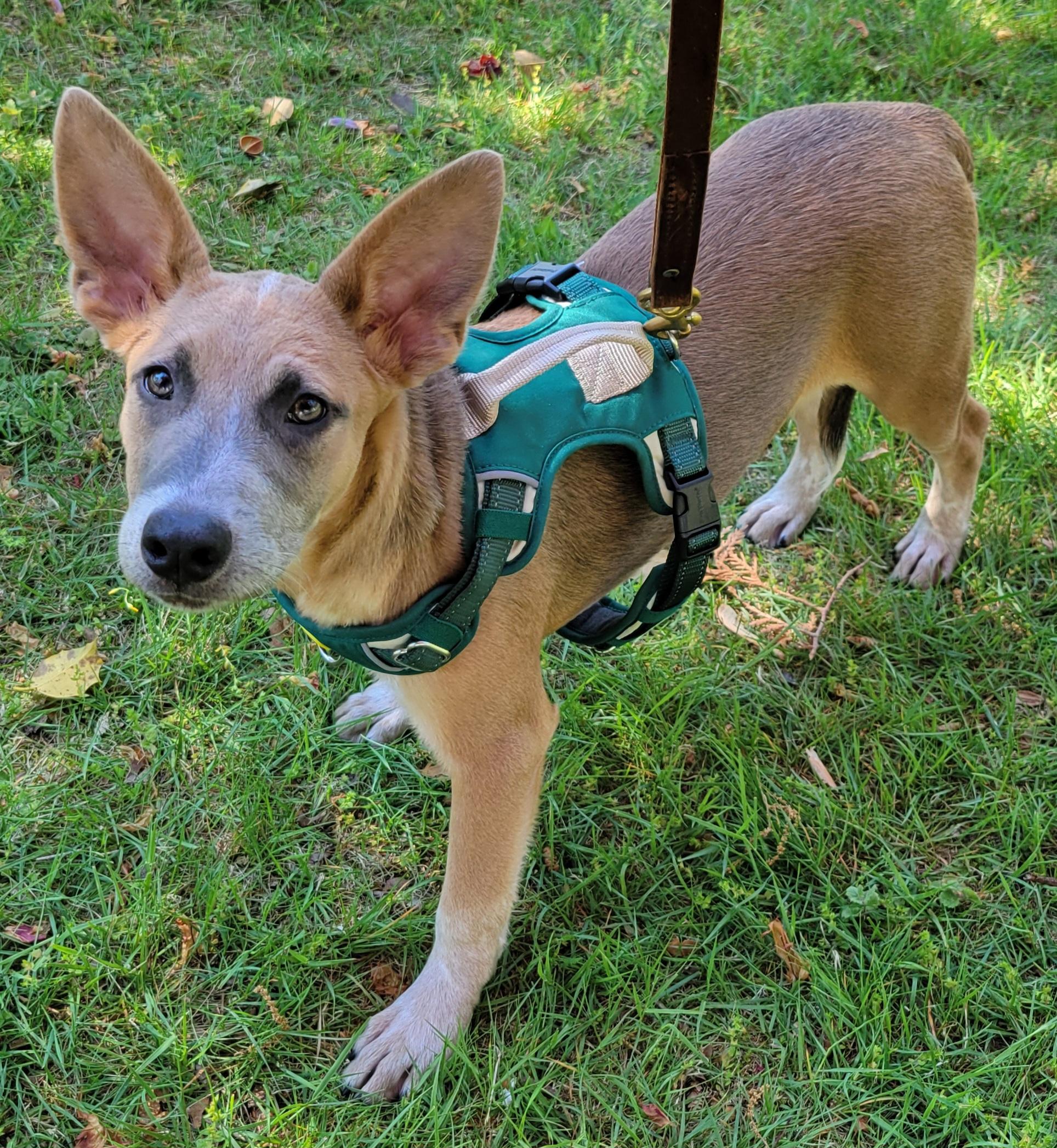 Enlarge Kaylie, a Adoptable mixed breed in Elwood, NJ image 4/5