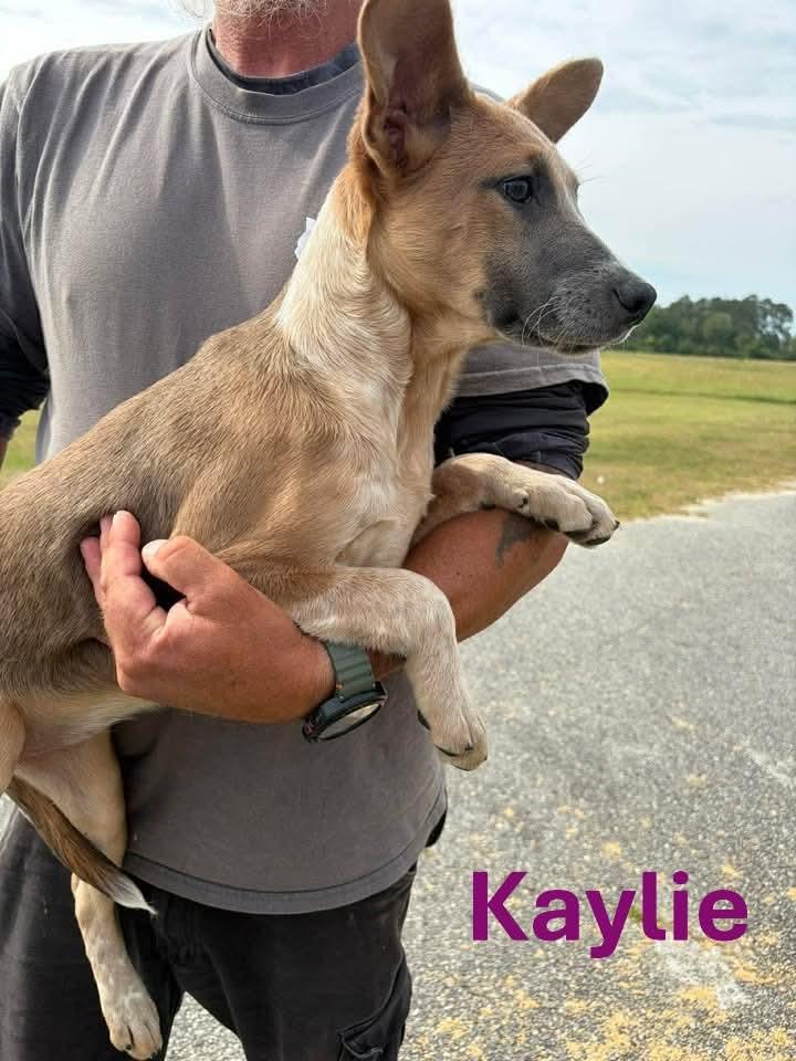 Enlarge Kaylie, a Adoptable mixed breed in Elwood, NJ image 5/5