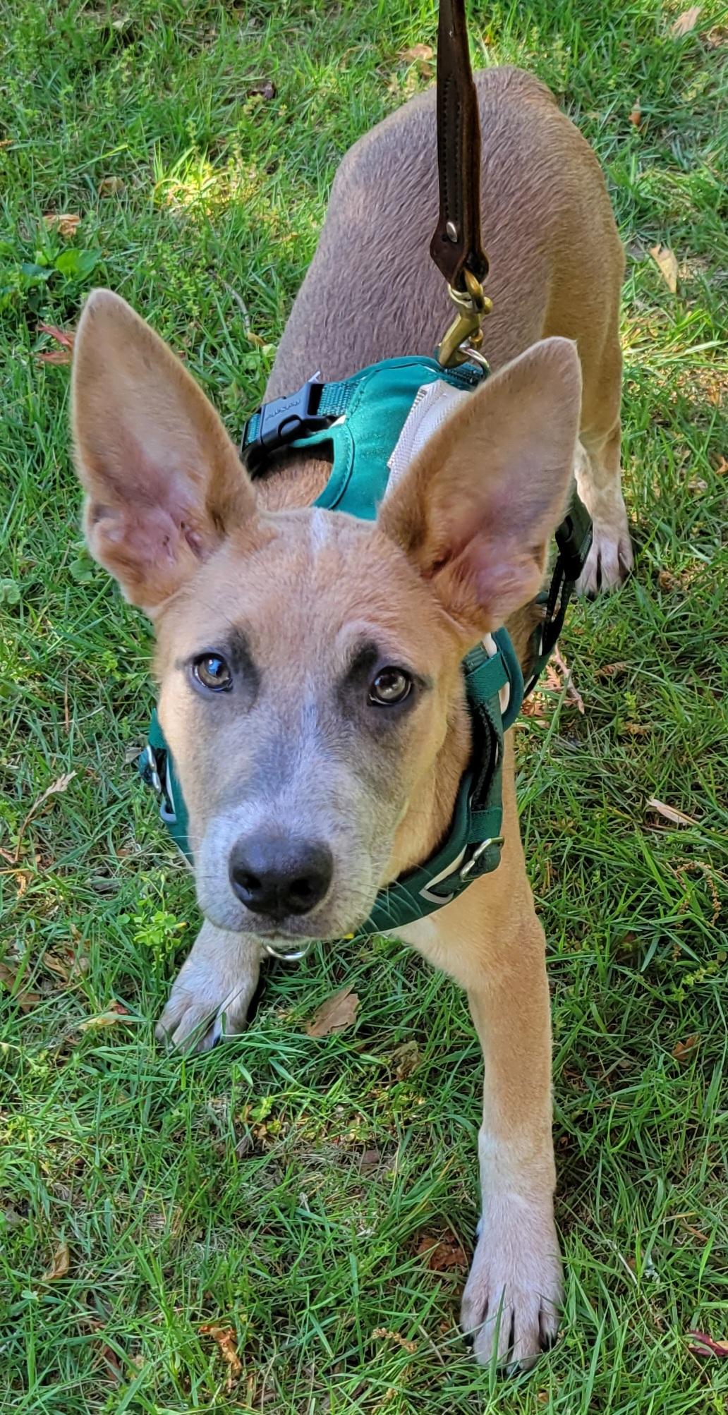 Enlarge Kaylie, a Adoptable mixed breed in Elwood, NJ image 2/5