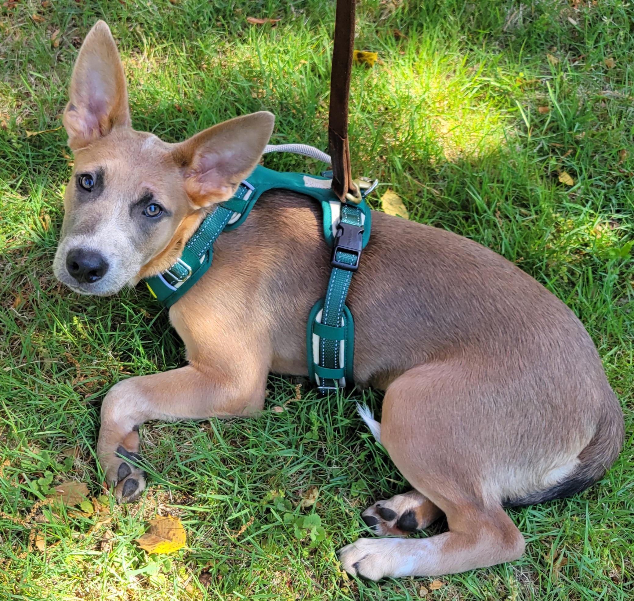 Enlarge Kaylie, a Adoptable mixed breed in Elwood, NJ image 3/5