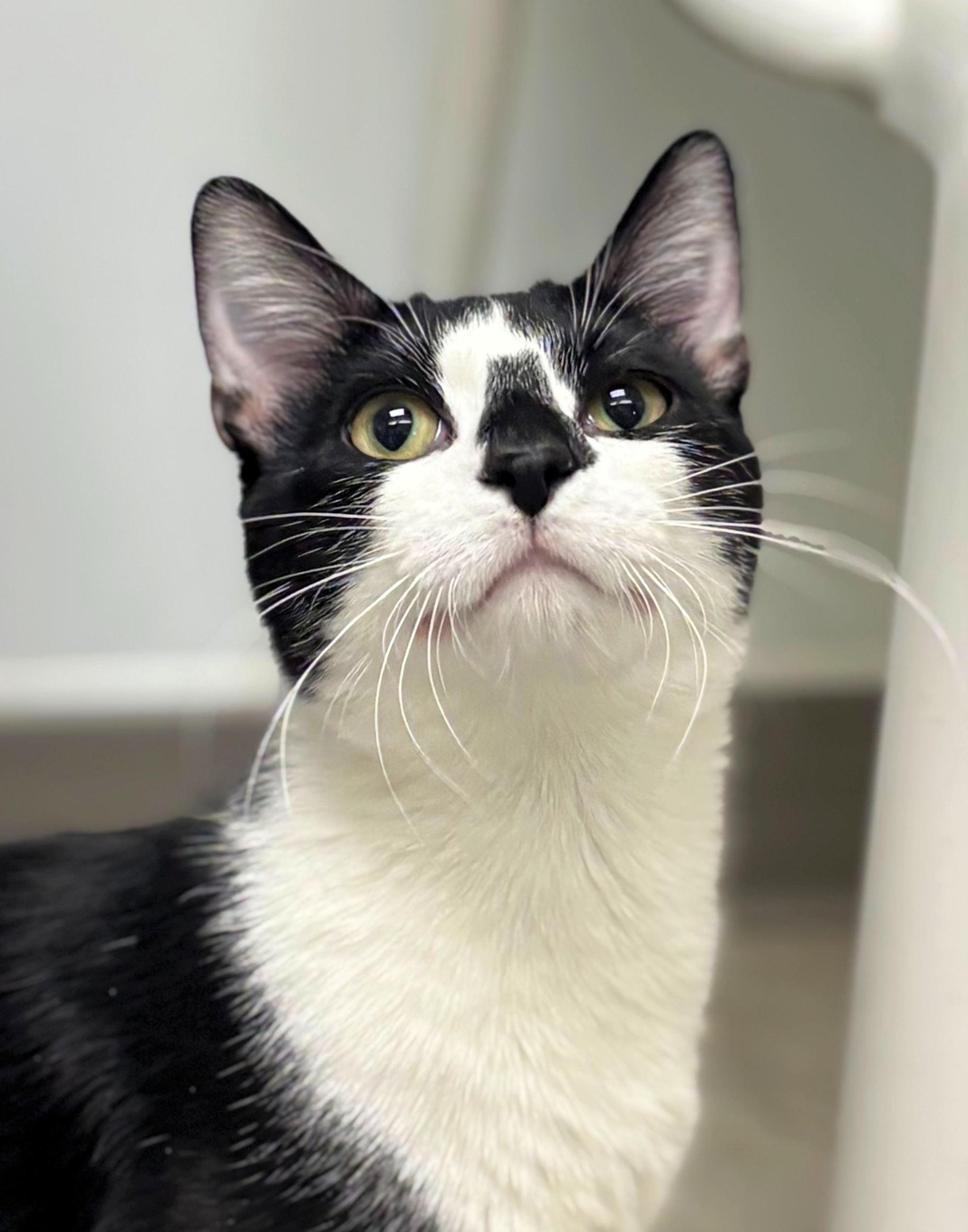 Hasty, ADOPTABLE, Adult Male Domestic Short Hair.