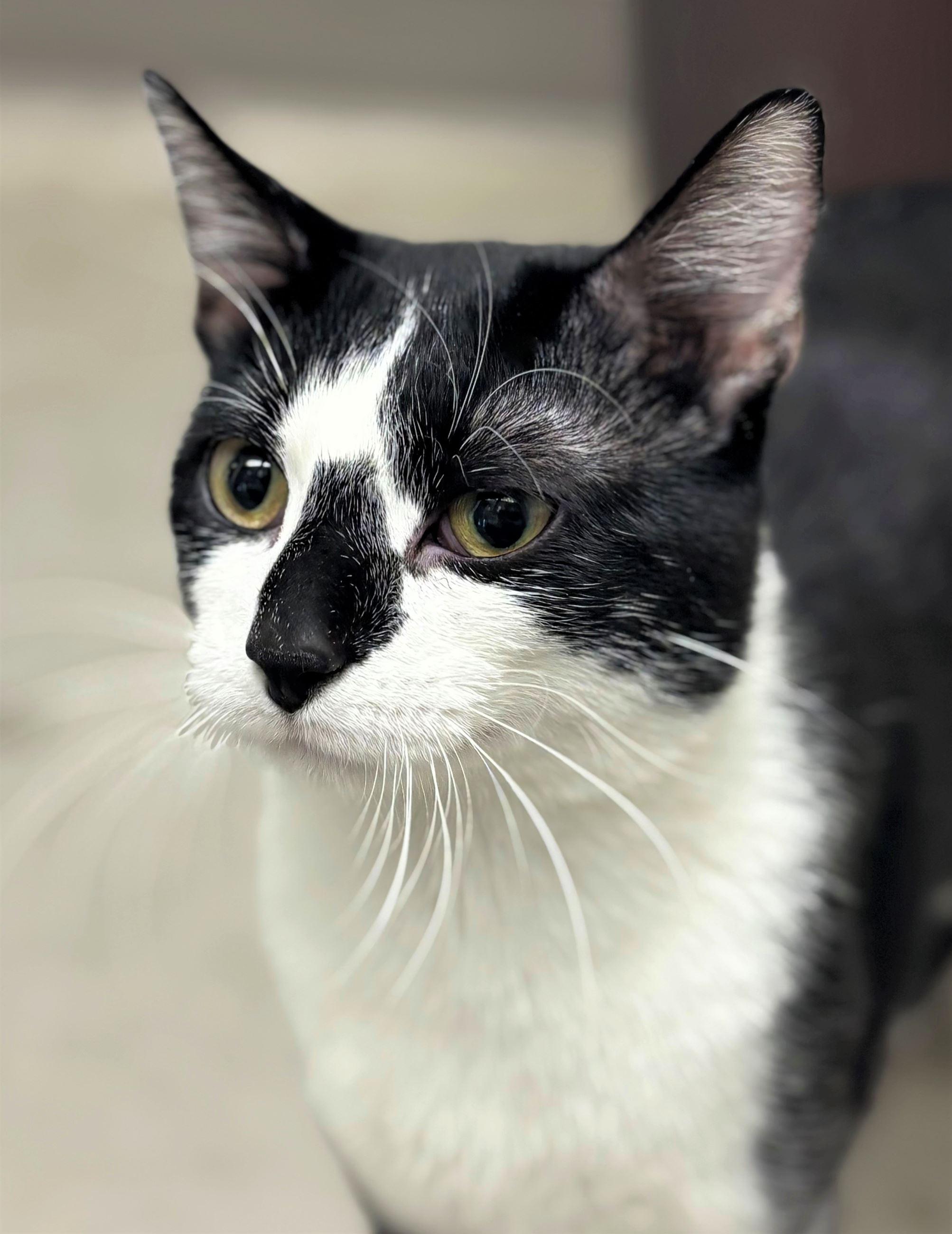 Enlarge Hasty, a ADOPTABLE Domestic Short Hair in Iowa City, IA image 2/2