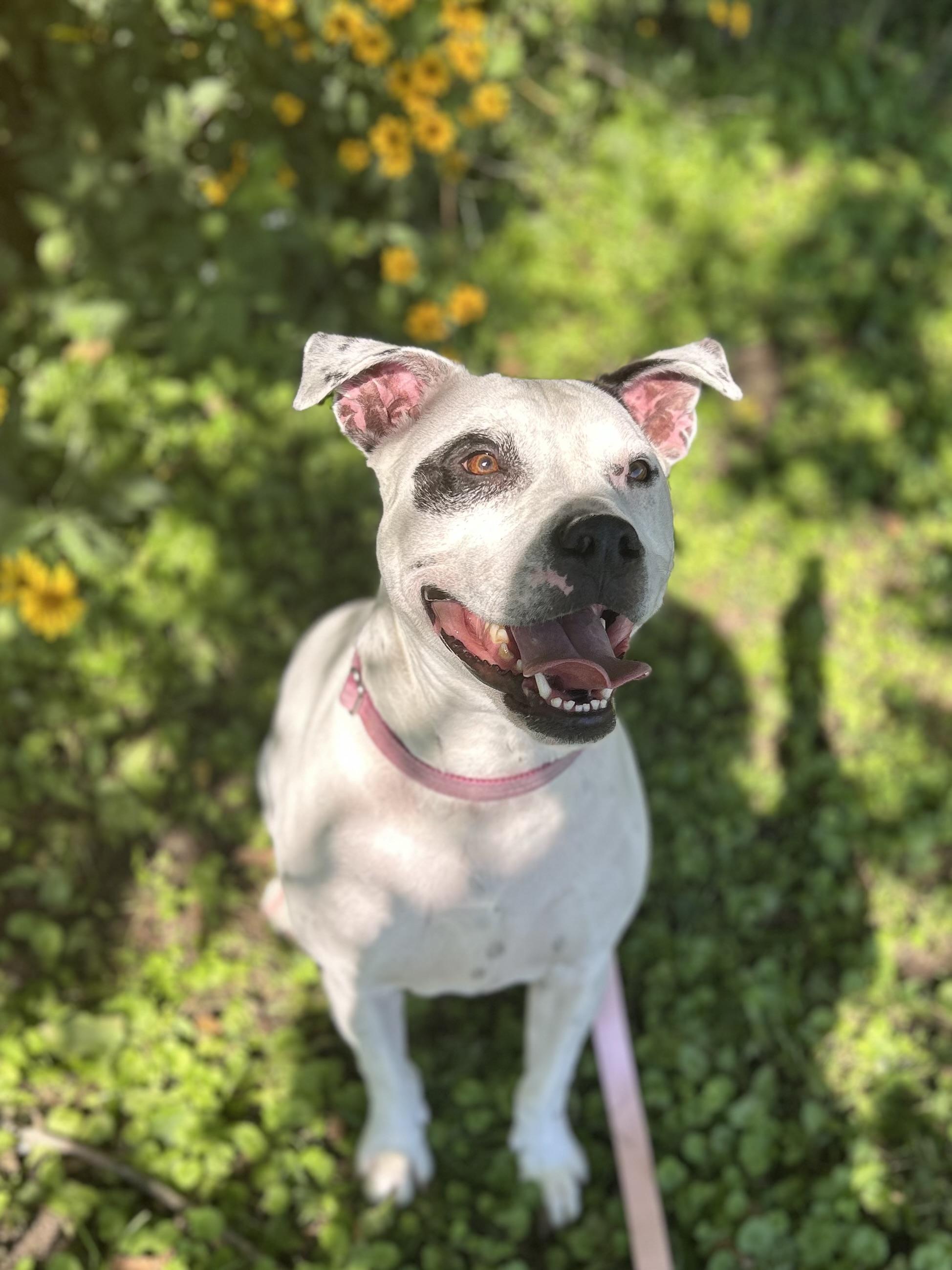 Athena Mae, Adoptable, Adult Female Pit Bull Terrier.