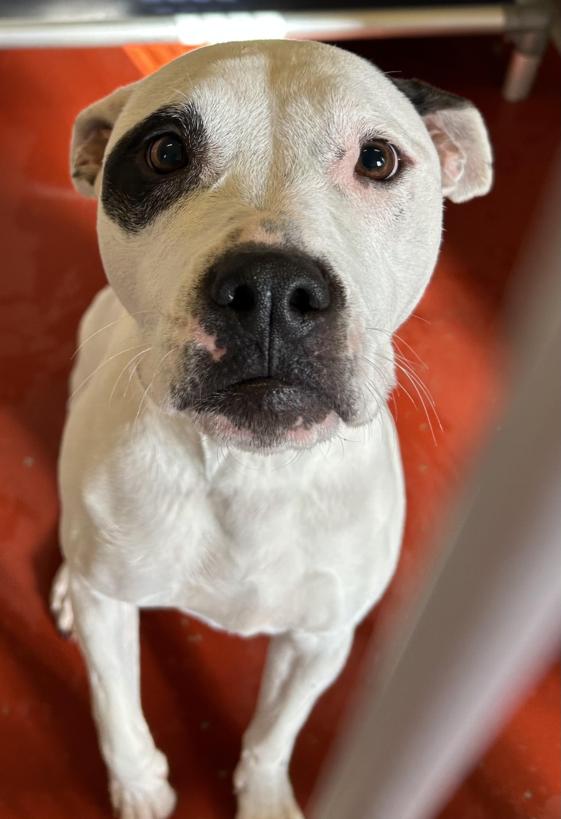 Athena Mae, a ADOPTABLE Pit Bull Terrier in Mason City, IA image 2/2