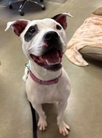 Athena Mae, a ADOPTABLE Pit Bull Terrier in Mason City, IA image 1/2