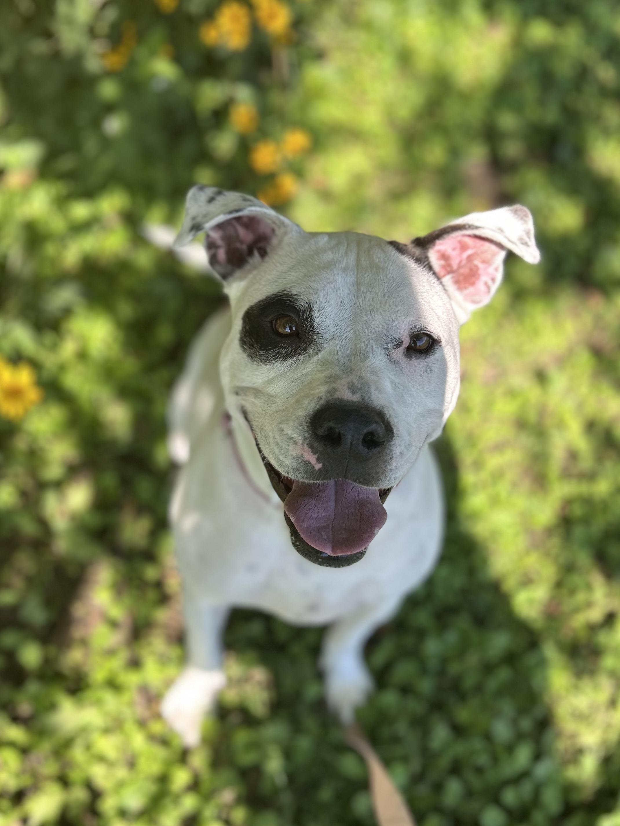 Enlarge Athena Mae, a Adoptable Pit Bull Terrier in Mason City, IA image 2/5