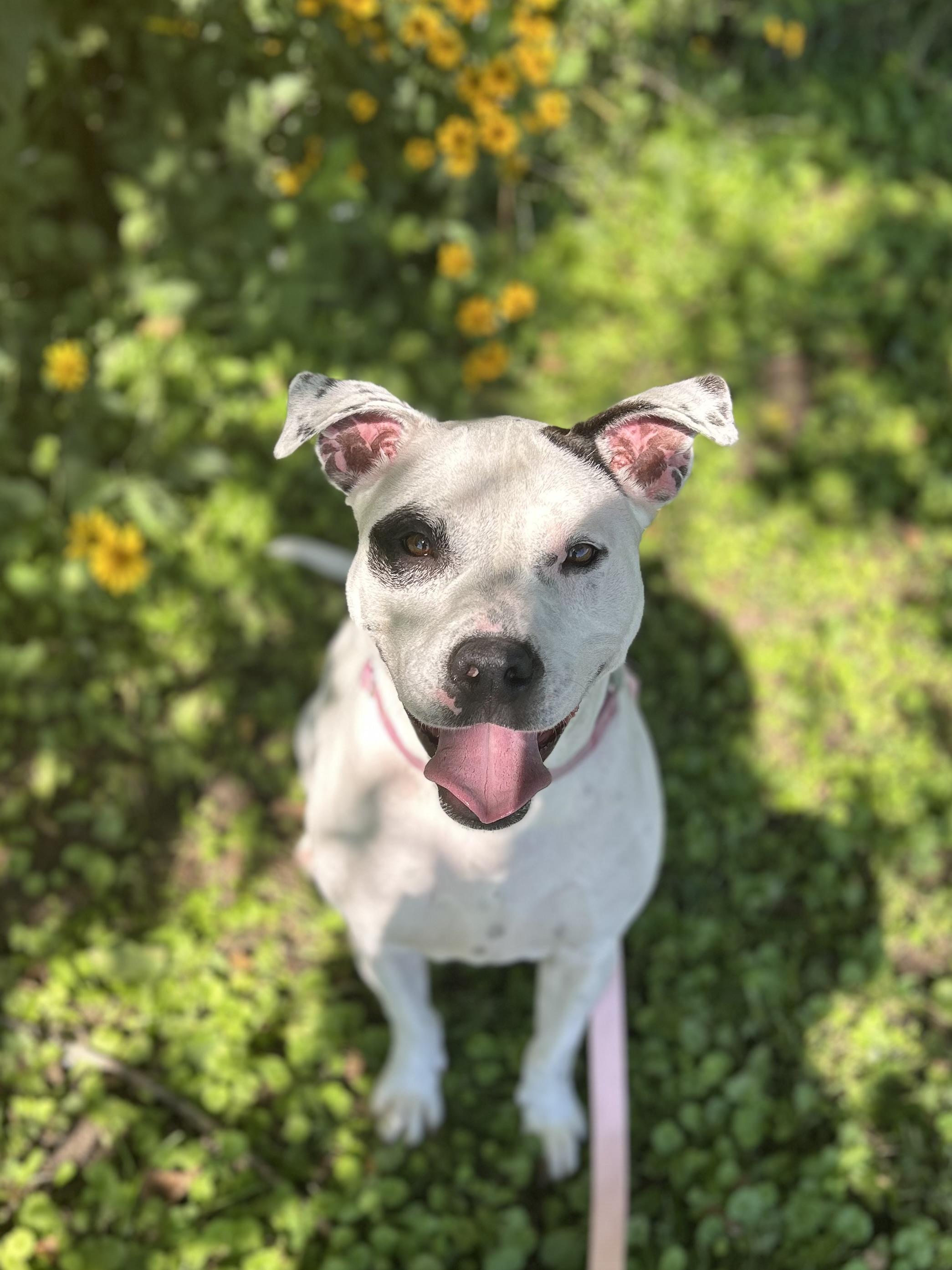 Enlarge Athena Mae, a Adoptable Pit Bull Terrier in Mason City, IA image 3/5
