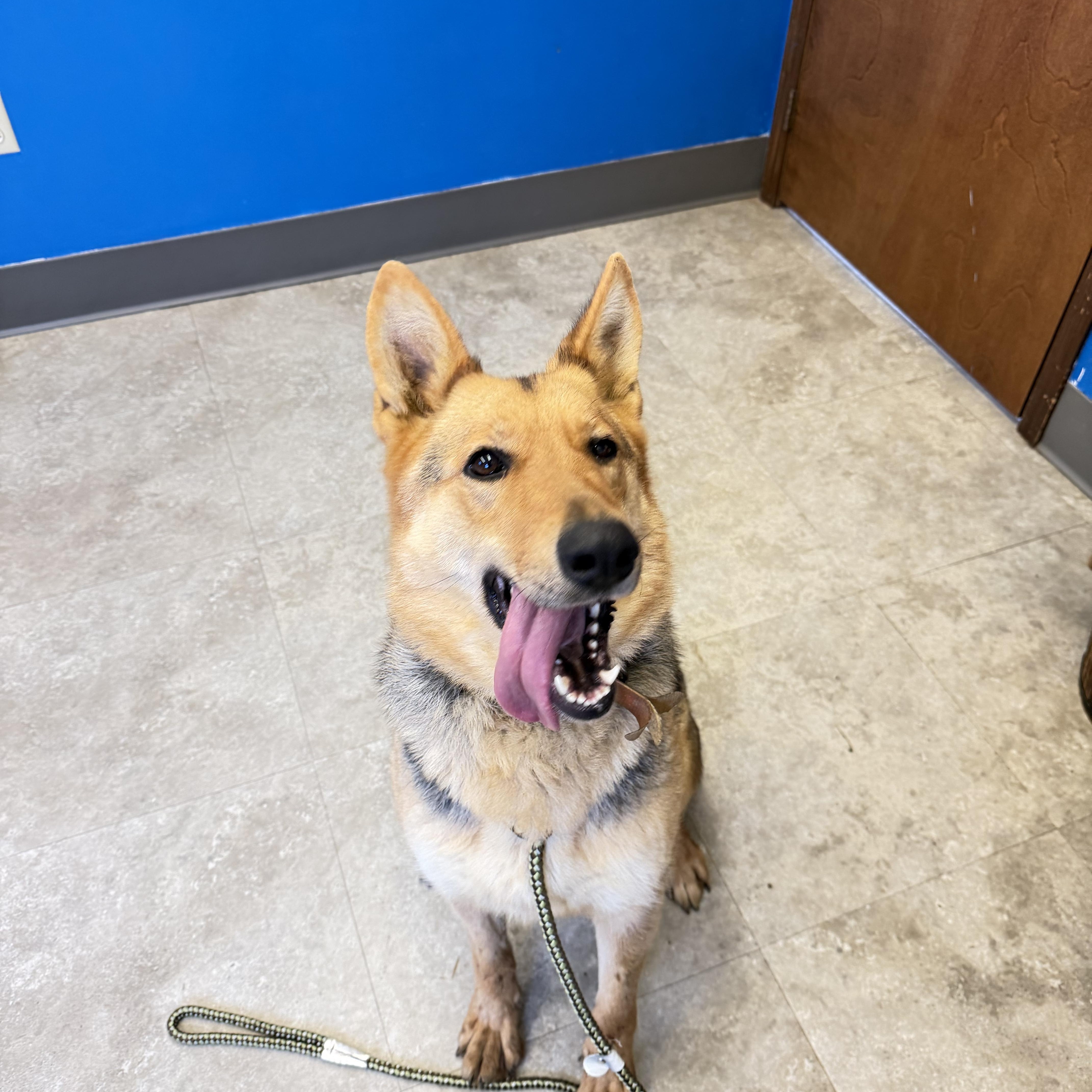 Enlarge Kalli, a Adoptable German Shepherd Dog in Millersburg, OH image 2/3