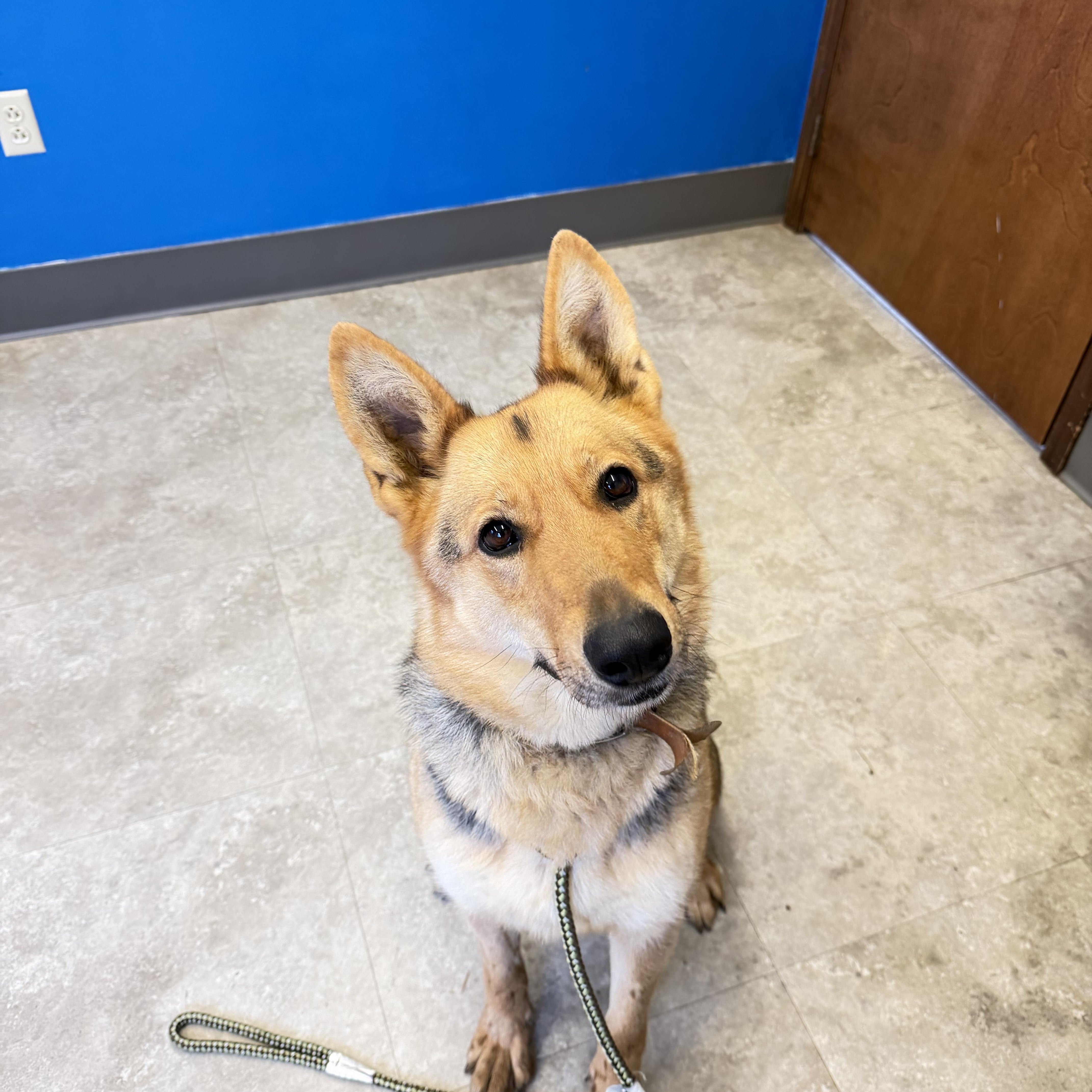 Enlarge Kalli, a Adoptable German Shepherd Dog in Millersburg, OH image 3/3