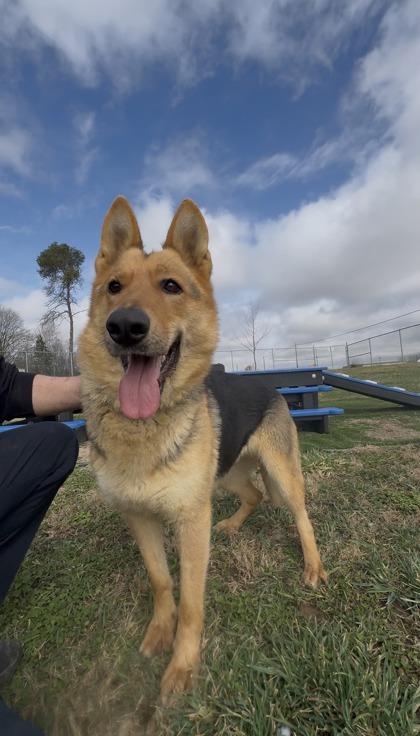 Enlarge Kalli, a Adoptable German Shepherd Dog in Millersburg, OH image 1/3