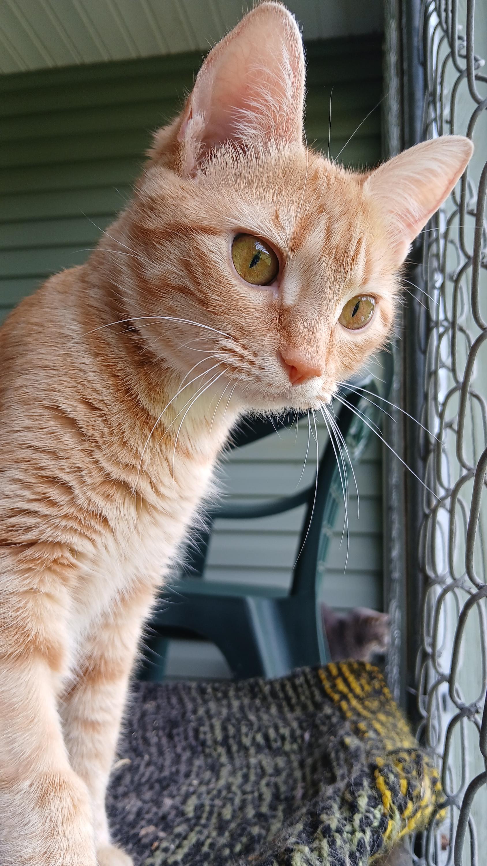 Enlarge Gillian, an adopted Domestic Short Hair in Cullowhee, NC image 5/6