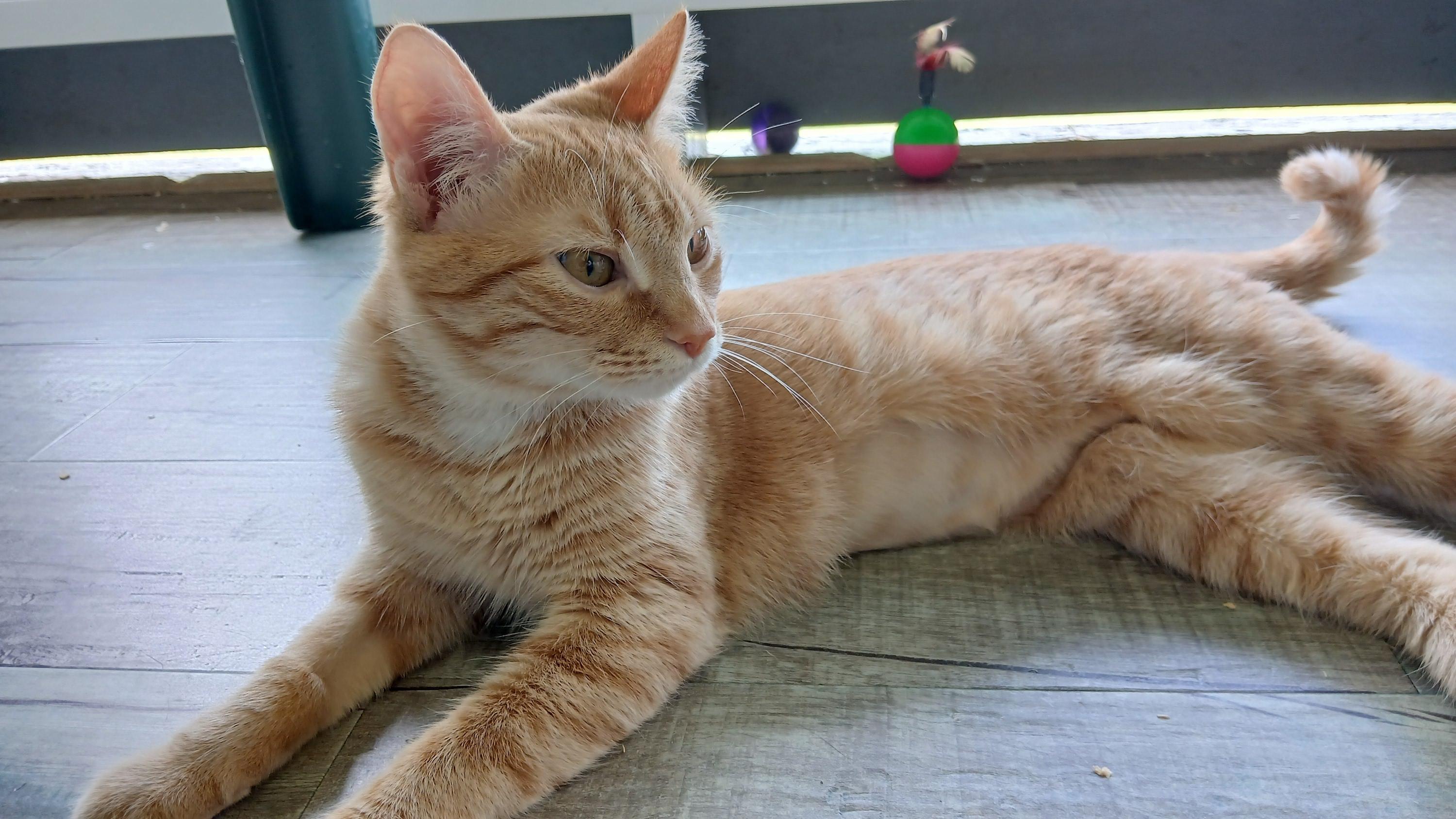 Enlarge Gillian, an adopted Domestic Short Hair in Cullowhee, NC image 3/6