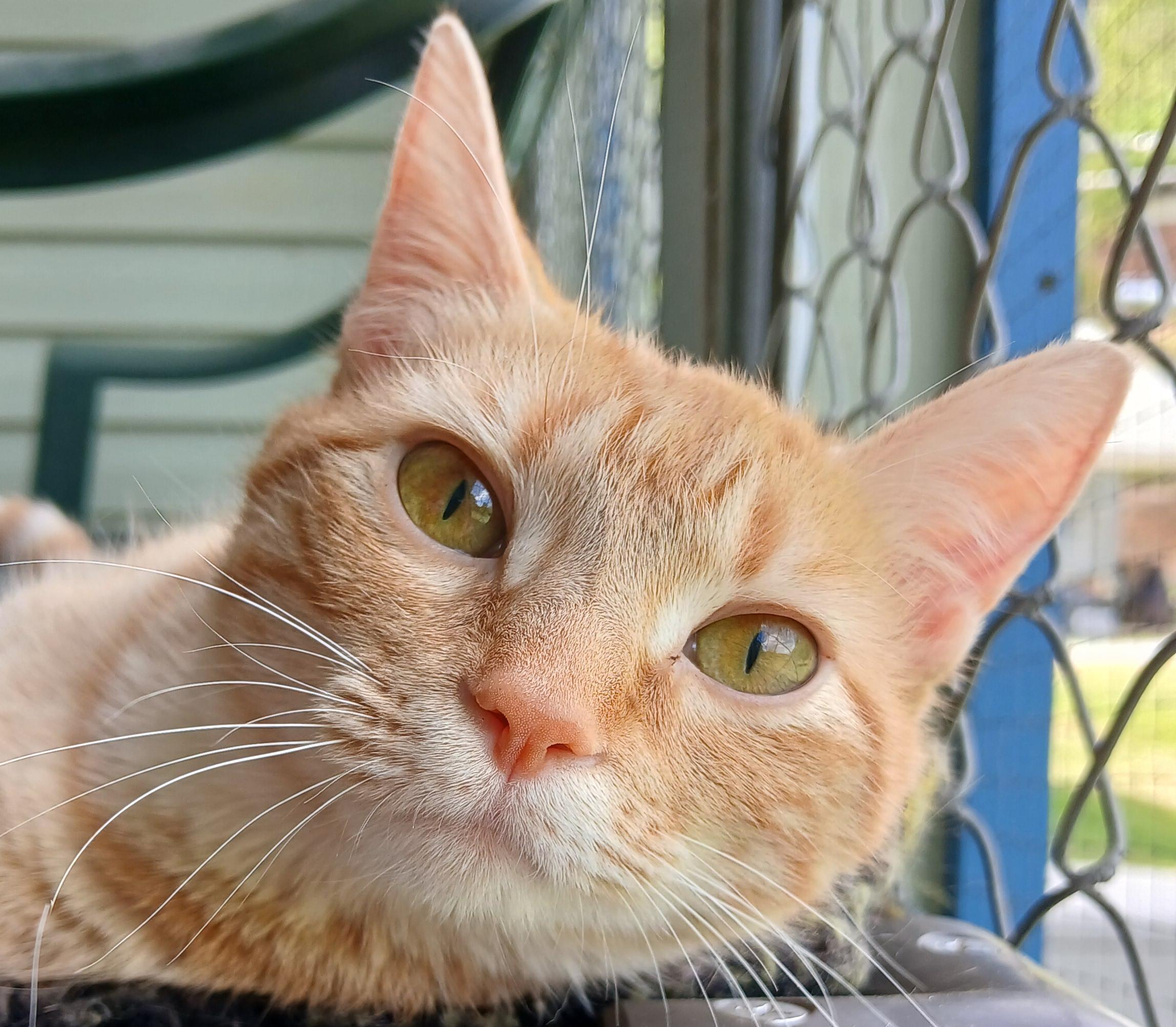 Gillian, adopted, Young Female Domestic Short Hair.