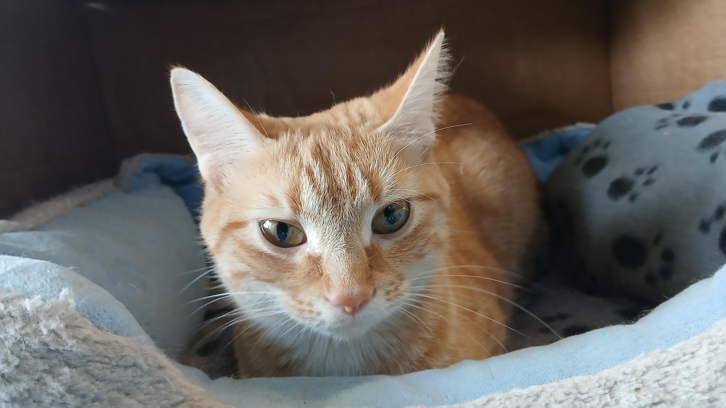 Enlarge Gillian, an adopted Domestic Short Hair in Cullowhee, NC image 4/6