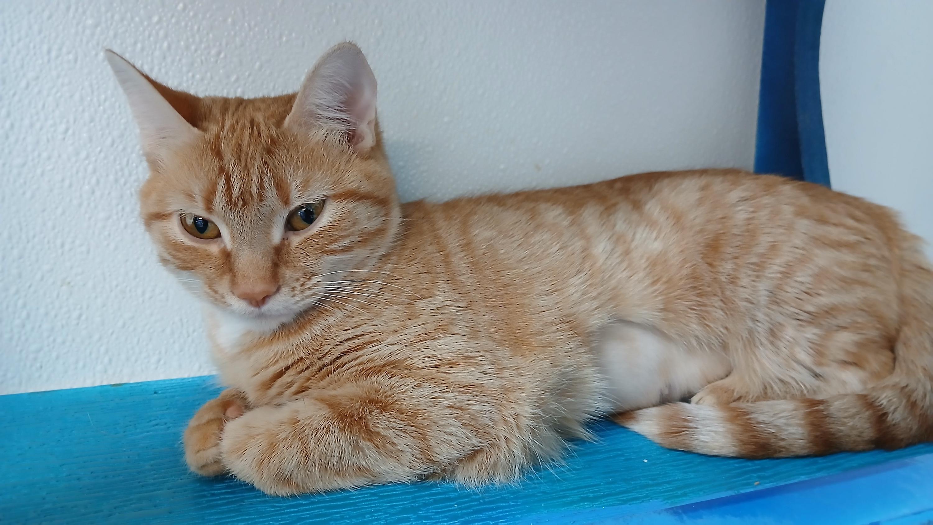 Enlarge Gillian, an adopted Domestic Short Hair in Cullowhee, NC image 6/6