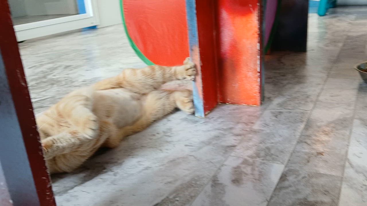 Enlarge Gillian, an adopted Domestic Short Hair in Cullowhee, NC video 2/6