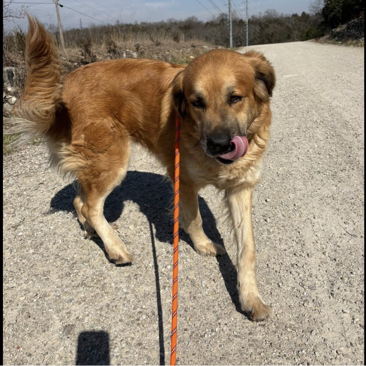 Enlarge Amber, an adoptable mixed breed in Hollister, MO image 4/5