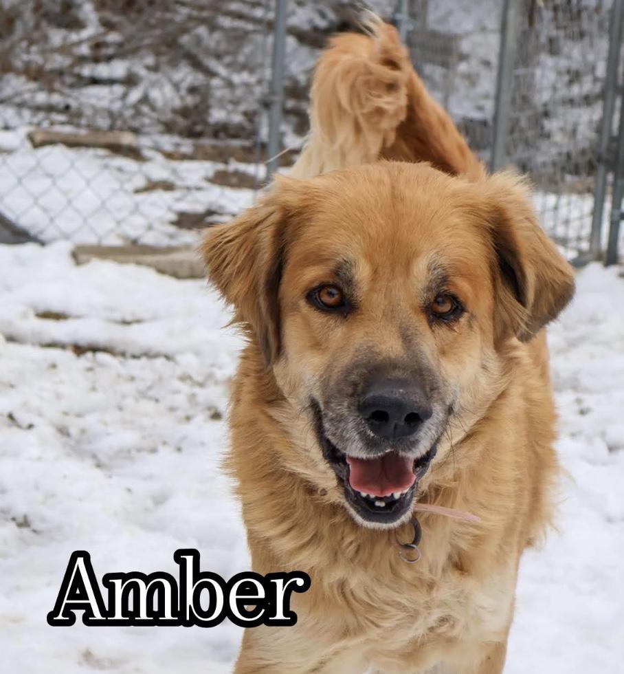 Amber, adoptable, Adult Female Shepherd.