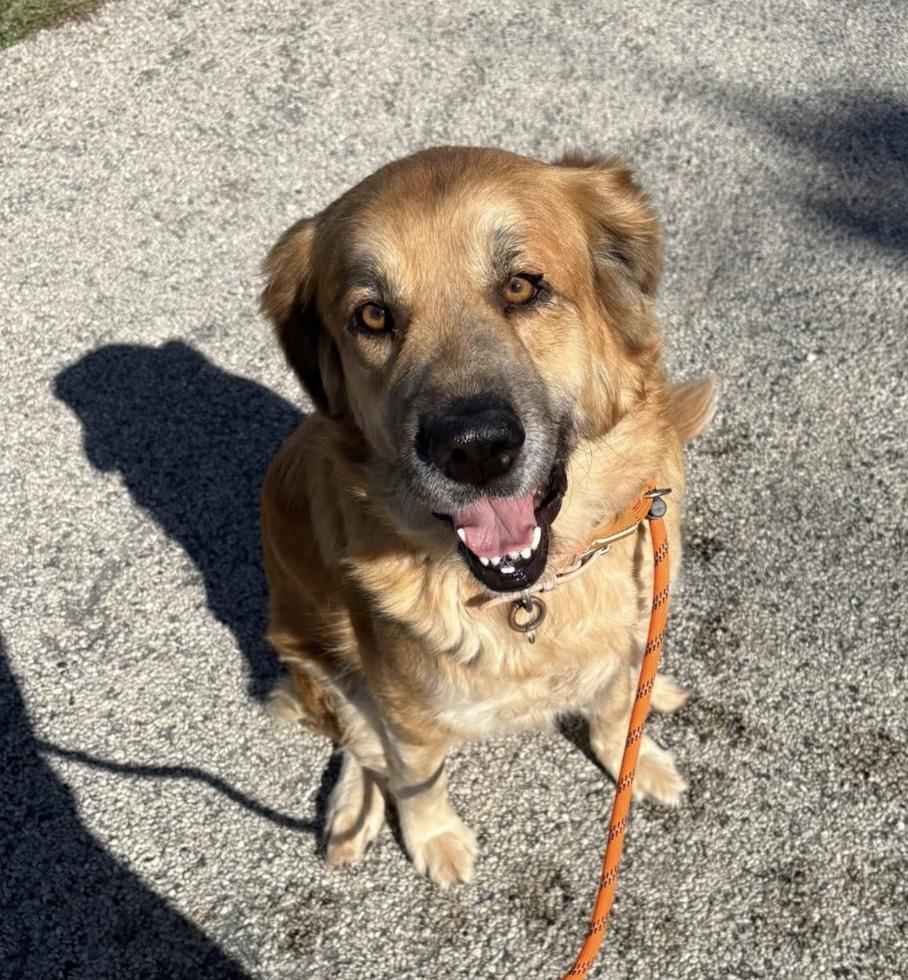 Enlarge Amber, an adoptable mixed breed in Hollister, MO image 3/5