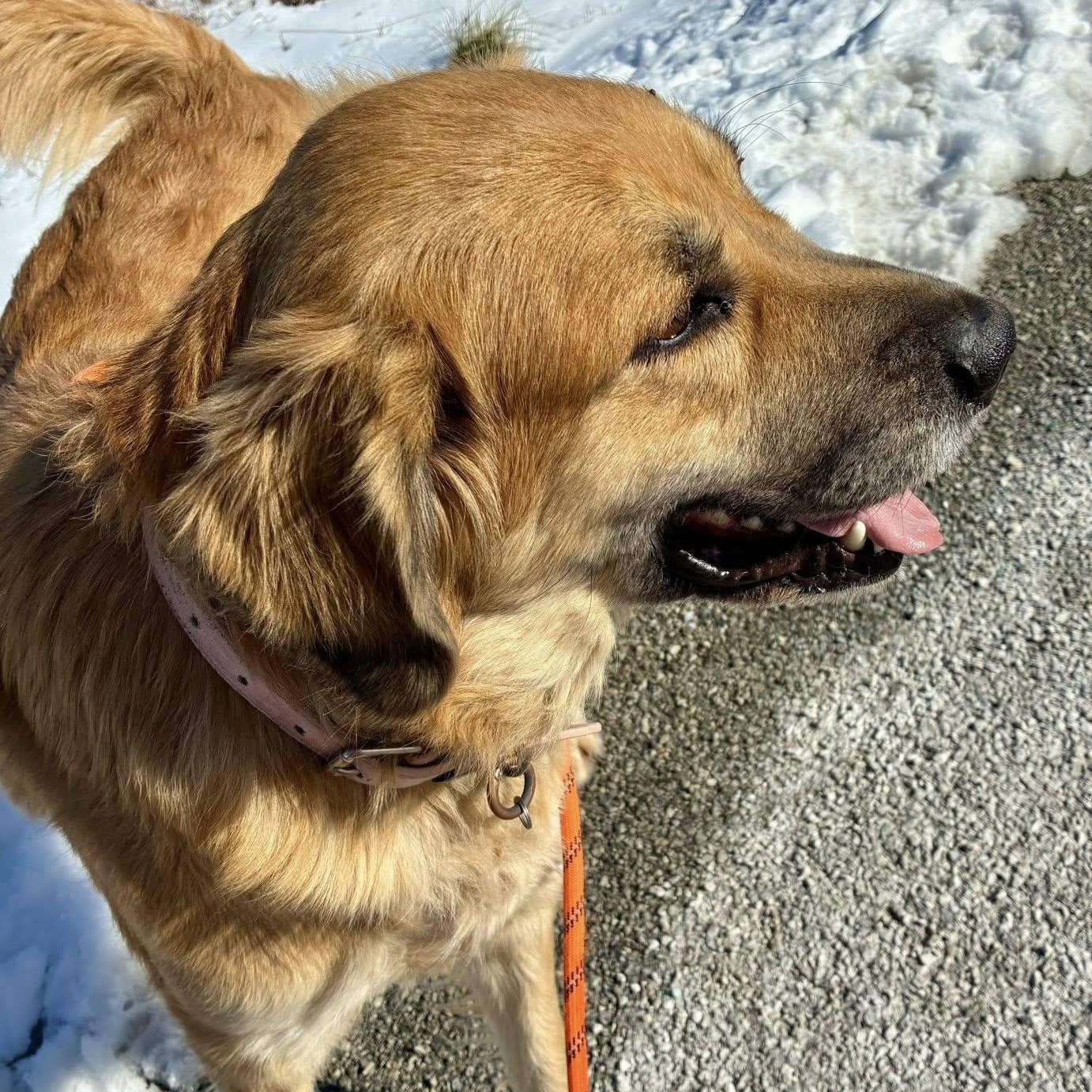 Enlarge Amber, an adoptable mixed breed in Hollister, MO image 2/3