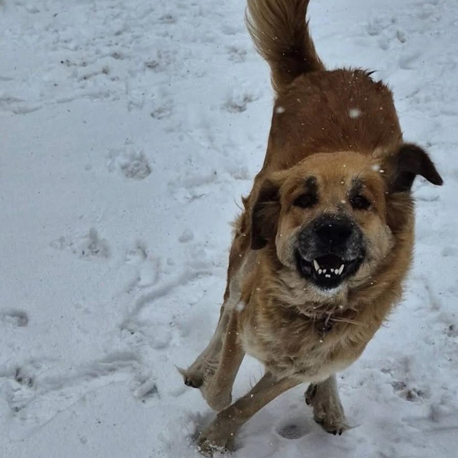 Enlarge Amber, an adoptable mixed breed in Hollister, MO image 3/3