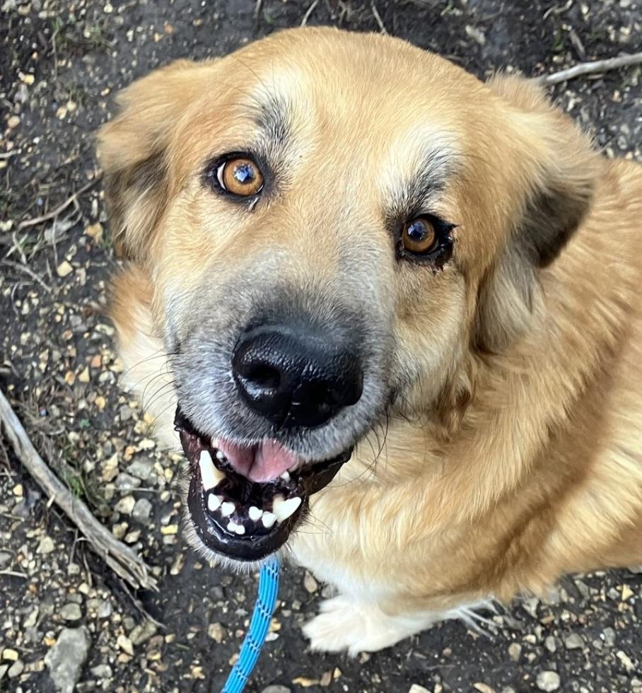 Enlarge Amber, an adoptable mixed breed in Hollister, MO image 2/5