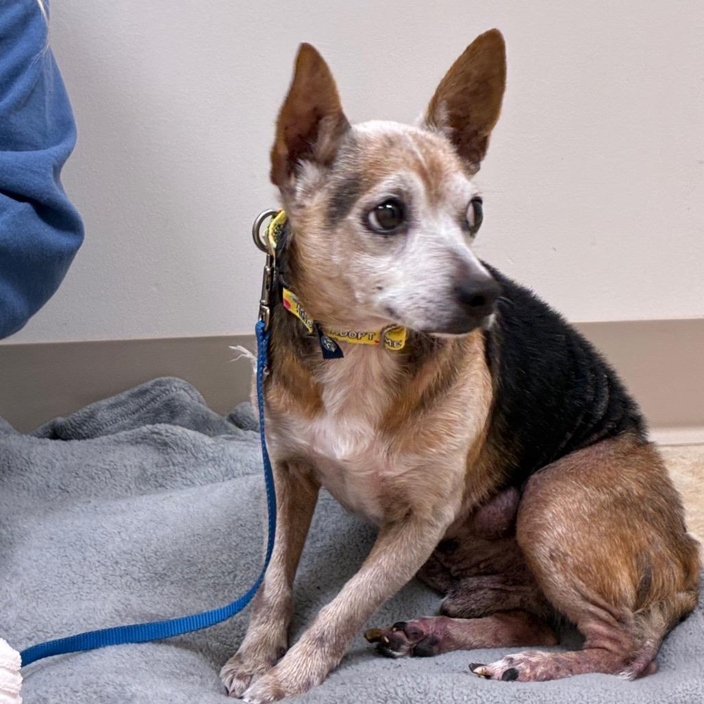 Enlarge Petie, a Adoptable mixed breed in East Smithfield , PA image 1/6
